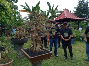 Mingrum Gumai : Teruslah Berkarya Pecinta Bonsai Lamsel