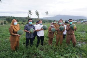 Setelah Empat Bulan di Tanam,  Nanang Ermanto Panen Buah Semangka di Kebun Edukasi Rumdin Bupati Lamsel