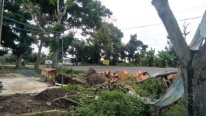 Pohon Tumbang di Jalinsum Kalianda, Satu Orang Meninggal