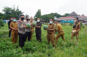 Bupati Lamsel Bersama Kapolda Lampung Panen Semangka di Kebun Edukasi