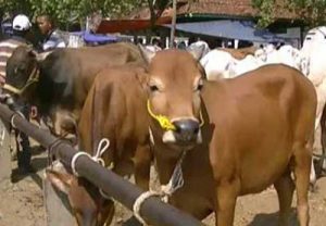 Hewan Kurban Hasil Sumbangan OPD  Telah Terkumpul 32 Ekor