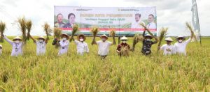 Nanang Ermanto Bersama Ketua Komisi IV dan Dirjen Tanaman Pangan Panen Raya Padi