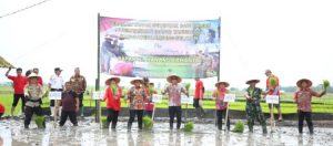 Bupati Lamsel Lakukan Gerakan Serentak Tanam Padi