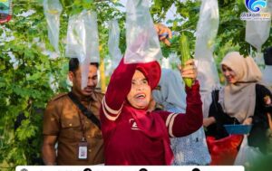 Bunda Winarni Panen Cabai Caplak dan Pare di Kebun Edukasi Lampung Selatan