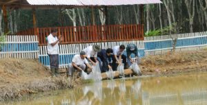 PTPN VII Musi Landas Tambah Embung Untuk Antisipasi Kemarau dan Karhula