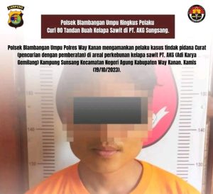 Aparat Polsek Blambangan Umpu Ringkus Pencuri Kelapa Sawit di PT AKG Sungsang.