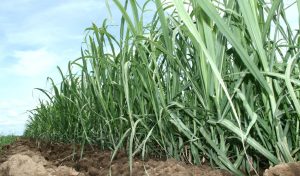 PTPN VII Tolak Eksekusi Lahan oleh PN Blambangan Umpu