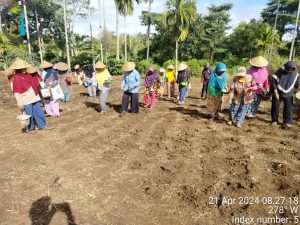 Kadus Dusun 3 Bonglai dan Ibu-ibu KWT Menanam Jagung Manfaatkan Lahan Kosong