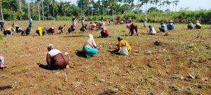 Kerja Bakti Dilahan Kelompok Wanita Tani Kampung Bonglai Kecamatan Banjit