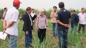 Dukung Swasembada Gula, Tuhu Bangun Kunjungi PG Bunga Mayang