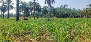 PTPN 7 Diduga Pailit, Lahan Disewakan ke Warga