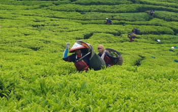Perkuat Hilirisasi, PTPN I Regional 2 Segera Replanting 14.000 Hektare