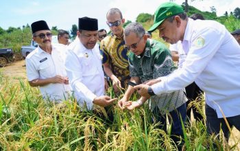 Dari Sawit Tumbuh Padi: PTPN IV PalmCo Dorong Ketahanan Pangan Lewat Pola Tumpangsari