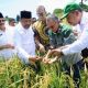 Dari Sawit Tumbuh Padi: PTPN IV PalmCo Dorong Ketahanan Pangan Lewat Pola Tumpangsari
