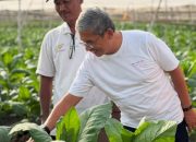 Didorong Harga Komoditas, Penjualan PTPN I Naik 122 Persen