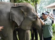 Gubernur Lampung Dorong Penanganan Terpadu Konflik Gajah-Manusia di Way Kambas