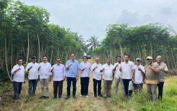 PTPN Siapkan 10.000 Ha Lahan Bioetanol untuk Budidaya Singkong di Lampung dan Sumsel