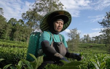 Dari Pucuk Teh, Kartini Menyulam Masa Depan