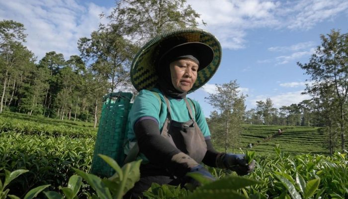 Dari Pucuk Teh, Kartini Menyulam Masa Depan